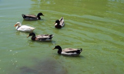 Enten im Wasser paddeln