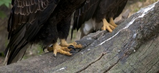 Eagle drápy