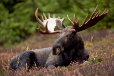 Wild elk on the Prairie