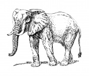 El elefante africano prediseñada