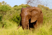 Elefant Mud