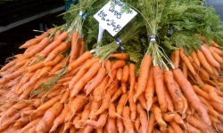 Los granjeros ponen zanahorias frescas