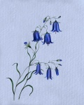 Floreale Fiori Blu acquerello