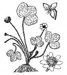 Flowers Clipart Coloring Page