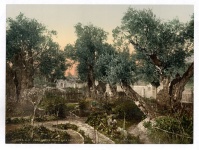 Garten Gethsemane