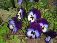 Garden viooltje
