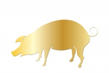 Złota świnia