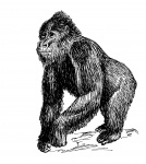Gorila klipartů Ilustrace