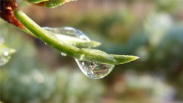 Water Drops, Buds