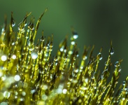 Water Drops On Moss