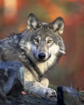 Gray Wolf Portret