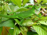 Verde Iguana