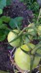 Zelené rajče na rostlině
