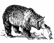 Grizzly Bear Ilustração Clipe