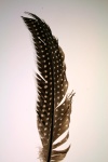 Guineafowl feather 2