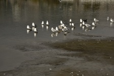 Gull Reflection