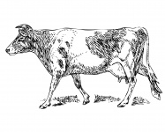 Guernsey Vaca prediseñada Ilustración
