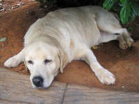 Half Asleep Golden Labrador
