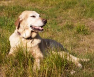 Happy Dog, Labrador