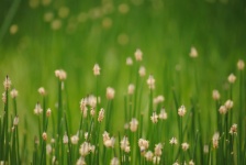 Green grass and Spring Flowers