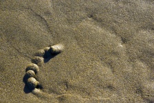 Hermit Crab Tracks