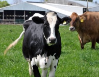 Holstein and Jersey Cow