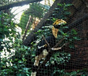 Hornbill bird in cage