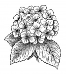 Hydrangea Flores prediseñada