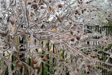 Ice-covered Crepe Myrtles