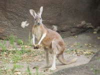 Canguru no jardim zoológico
