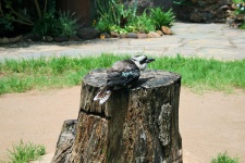 Kookaburra w Umgeni birdpark