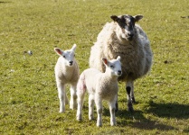 Agneaux et moutons Mère