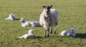 Lambs sunbathing