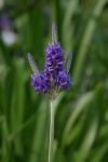 Lavender Plant Close Up
