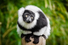 Lemur catta, Lemur