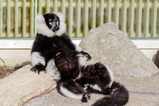Lemur Sunbathing