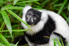 Lemur of Madagascar