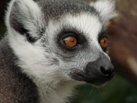 Lemur del Madagascar
