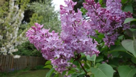 Lilacs, double fleur
