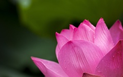 Lotus Rose pe fundal verde