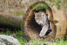Lynx, Vie Sauvage