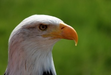 Gyönyörű Bald Eagle