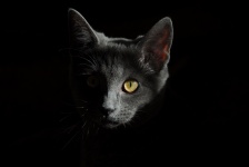 Magnificent portré Cat