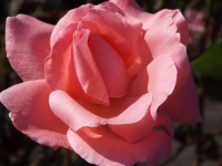 Hermoso jardín de rosas