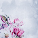 Magnolia Flowers Wallpaper
