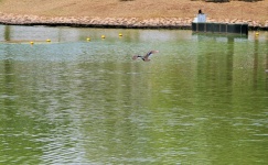 Mallard duck flying over pond