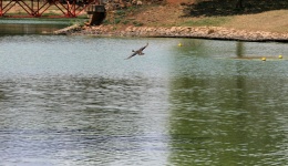 Mallard duck in flight over water