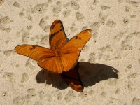 Mating Butterflies