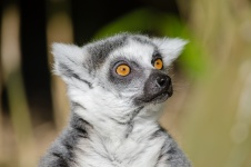 Śliczne lemur z Madagaskaru