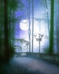 Měsíc pohled les